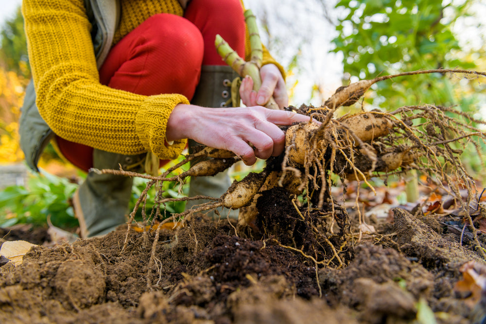Dahlien überwintern: So überstehen Dahlien den Winter richtig