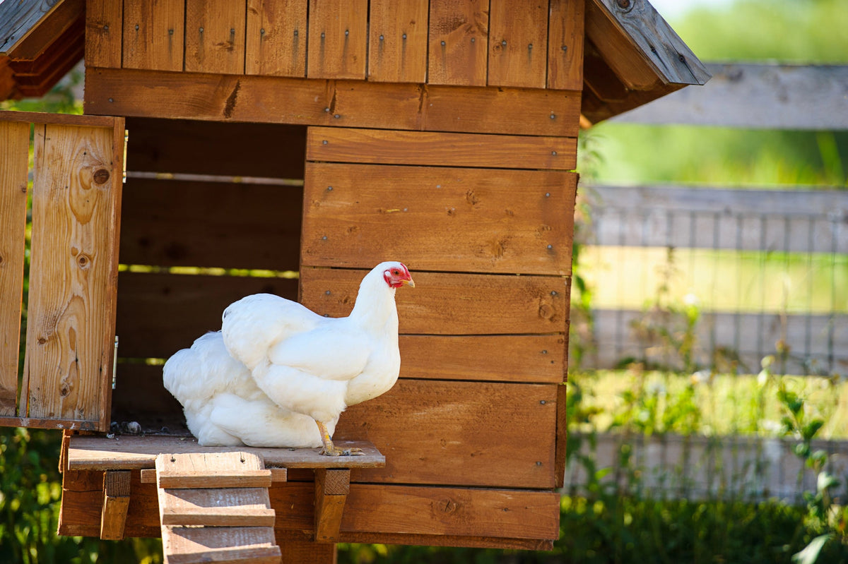 Hühnerstall bauen – Anleitung &amp; Tipps: So gelingt dein Hühnerstall selber bauen
