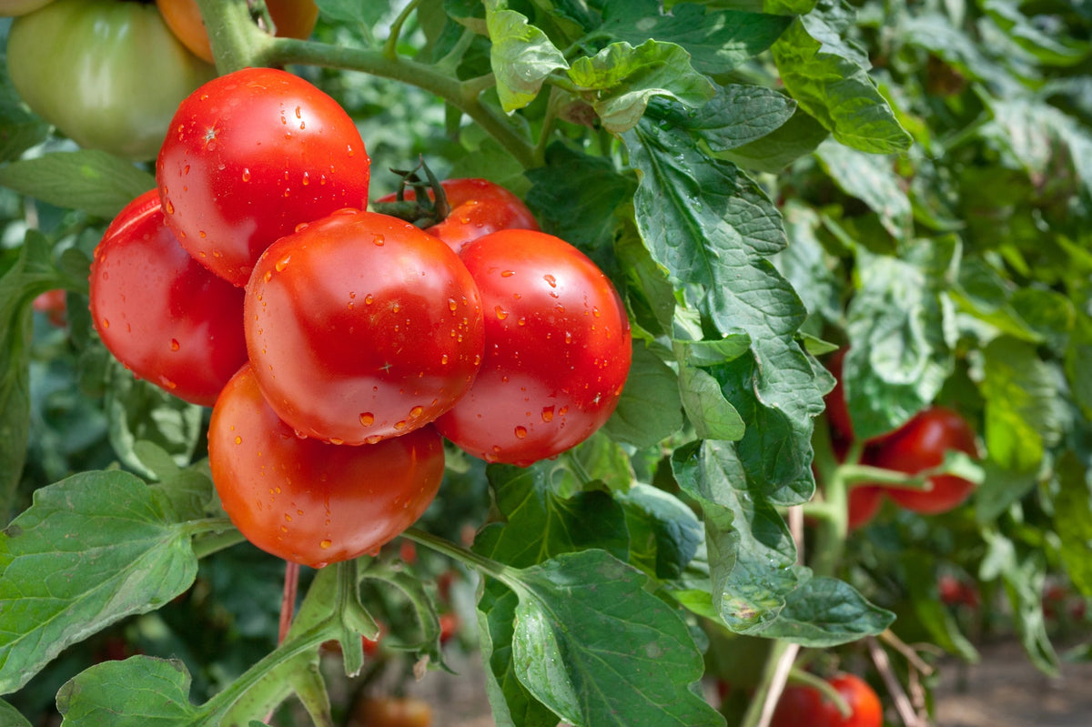 Tomaten anbauen Titelbild