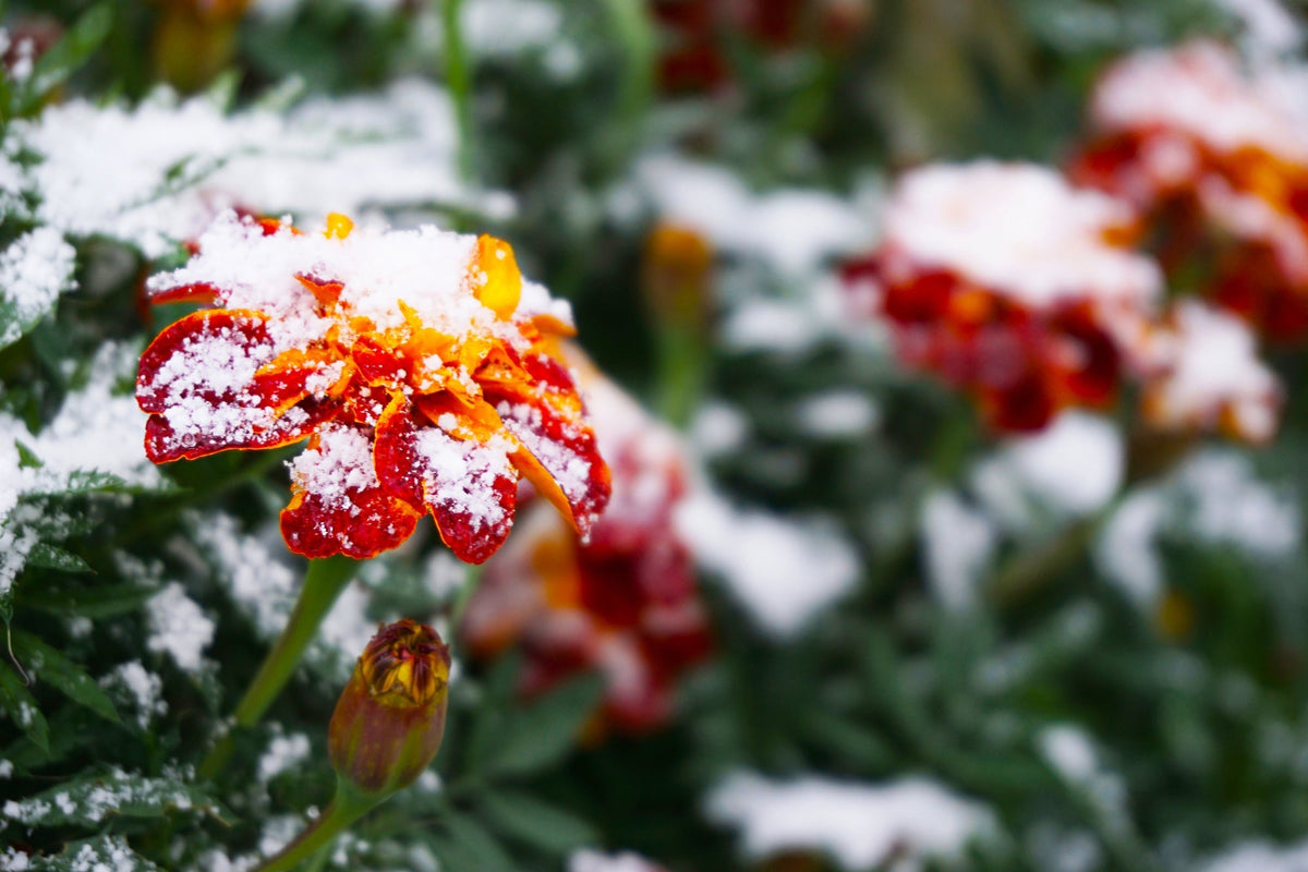 Wandelröschen überwintern: Lantana richtig pflegen, schneiden und gut durch den Winter bringen